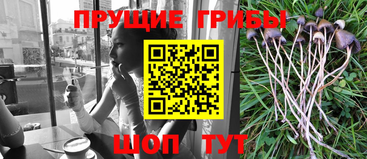 Знаменск  Псилоцибиновые грибы Cubensis  Вход с VPN 